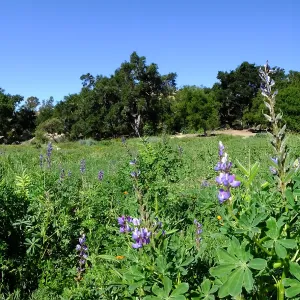 Meadow Wildflowers
