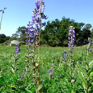 Meadow Wildflowers
