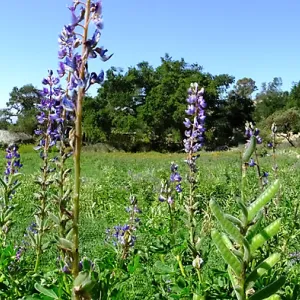 Meadow Wildflowers