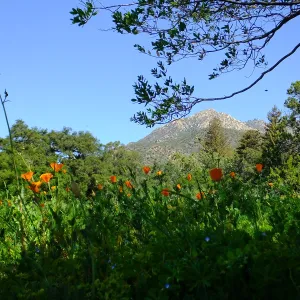 Meadow Wildflowers