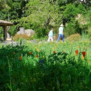 Meadow Wildflowers