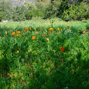 Meadow Wildflowers