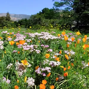 Ground Cover Display Wildflowers