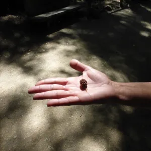 Coast Redwood cone, From the smallest cone grows the tallest tree