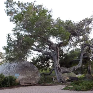 Blaksley Boulder and Oak