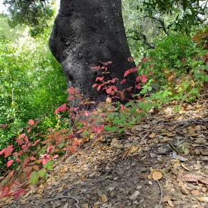 Poison oak