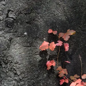 Poison oak