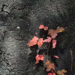 Poison oak