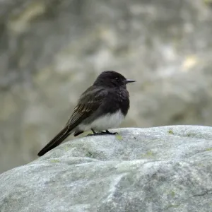 Black Phoebe in Canyon