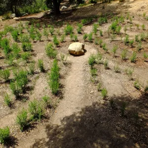 Centennial Maze