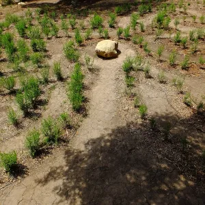 Centennial Maze