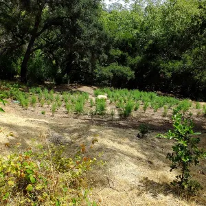 Centennial Maze