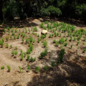 Centennial Maze