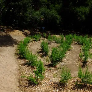 Centennial Maze