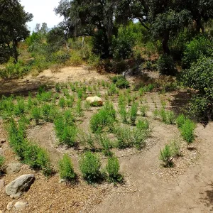 Centennial Maze