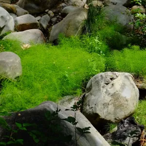 Horsetail in Mission Creek