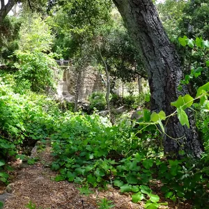 Vitis Rogers Red and Mission Dam