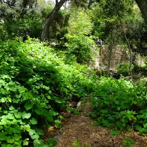 Vitis Rogers Red and Mission Dam