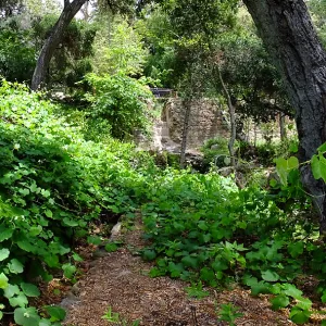 Vitis Rogers Red and Mission Dam