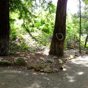 Redwood Section