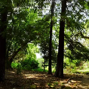 Redwood Section