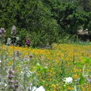 Visitor in Meadow