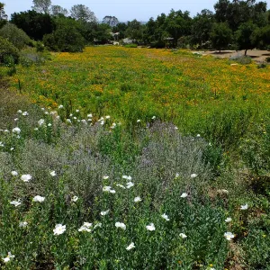View looking south over Meadow