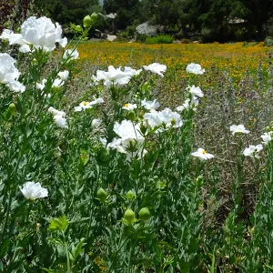 Matilija poppies at top of Meadow