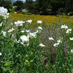 Matilija poppies at top of Meadow