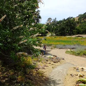 California Buckeye and Meadow
