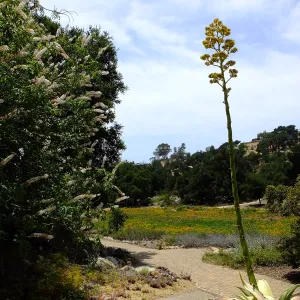California Buckeye, Mescal Pardo, and Meadow