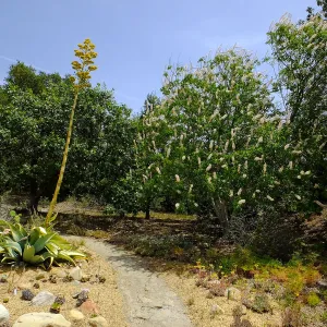 Mescal Pardo and California Buckeye