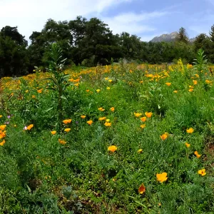 Meadow panorama