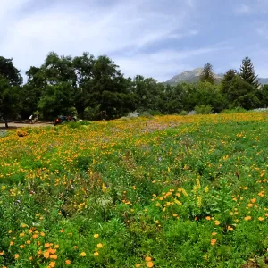 Meadow panorama