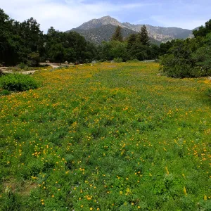 Meadow wildflower display
