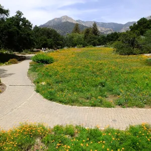 Meadow wildflower display