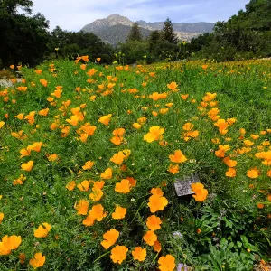 Meadow wildflower display