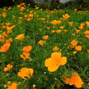 Meadow wildflower display