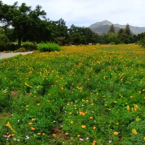 Meadow wildflower display panorama