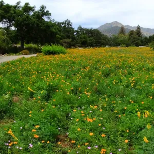 Meadow wildflower display panorama