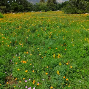 Meadow wildflower display