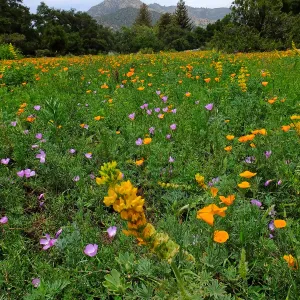 Meadow wildflower display