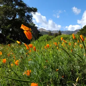 California Poppies in the Groundcover Section