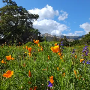 California Poppies in the Groundcover Section