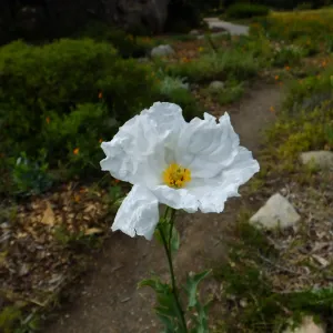 Matilija poppy, Ground Cover Section
