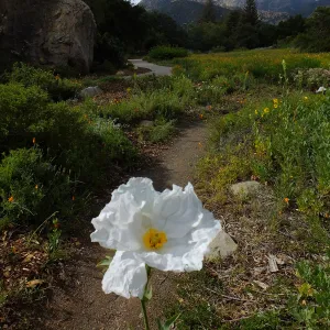 Matilija poppy, Blaksley Boulder, Meadow