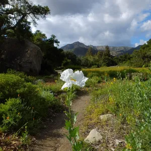 Matilija poppy, Blaksley Boulder, Meadow