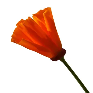 California poppy