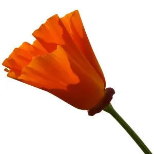California poppy