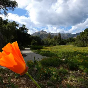 Composite image of Meadow and California Poppy close-up